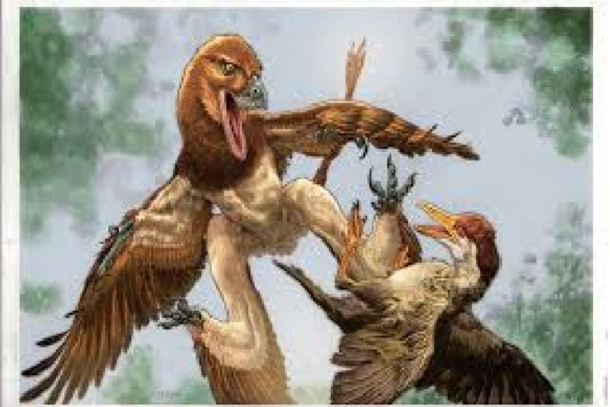 A new feathered gliding dinosaur named Jian changmaensis was announced in a study published in the Annals of Carnegie Museum
